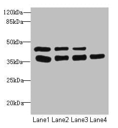 UBE2Z / USE1 Antibody