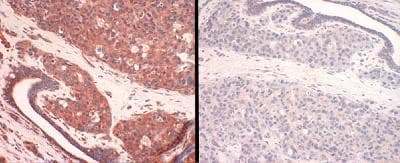 SLC31A1 / CTR1 Antibody (C-Terminus)