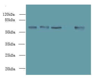 ENC1 Antibody