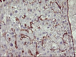 CD44 Antibody (clone OTI1G1)
