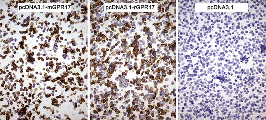 GPR17 Antibody (clone OTI18H2)