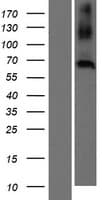 CNBD2 / C20orf152 Protein (Over-Expression Lysate Myc-DDK (Flag))