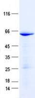 Human NEUROG2 / NGN2 / Neurogenin 2 Protein (Recombinant GST, N-terminus + His, C-terminus)