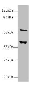 CALHM3 Antibody