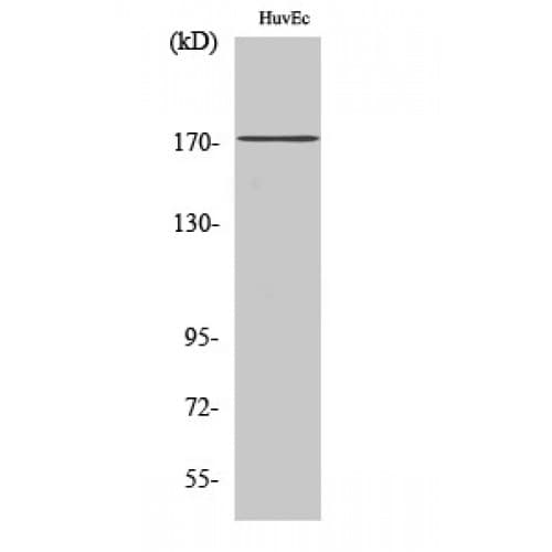 COL11A2 / Collagen XI Antibody (1180-1260 aa, C-terminal)