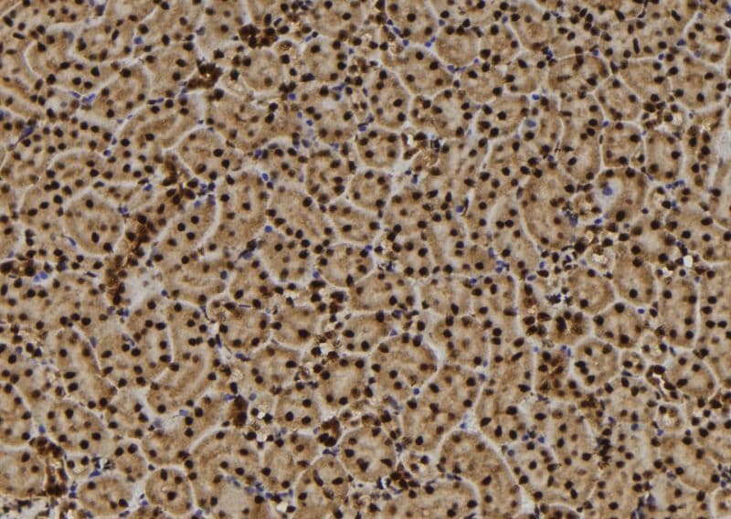 TMEM37 Antibody