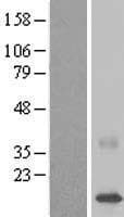 CDPF1 Protein (Over-Expression Lysate Myc-DDK (Flag))