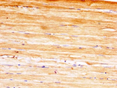 YWHAH / 14-3-3 Eta Antibody