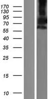 PDE9A Protein (Over-Expression Lysate Myc-DDK (Flag))