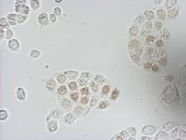 Monoclonal Mouse BrdU Antibody (clone 1D7, IHC, IF)