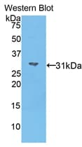 MYO1A Antibody (aa783-1043)