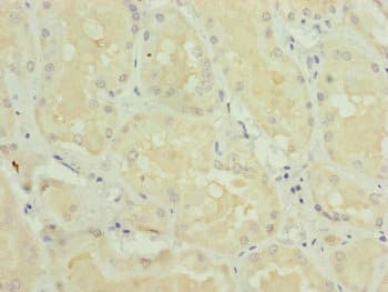TRIM31 / RNF Antibody