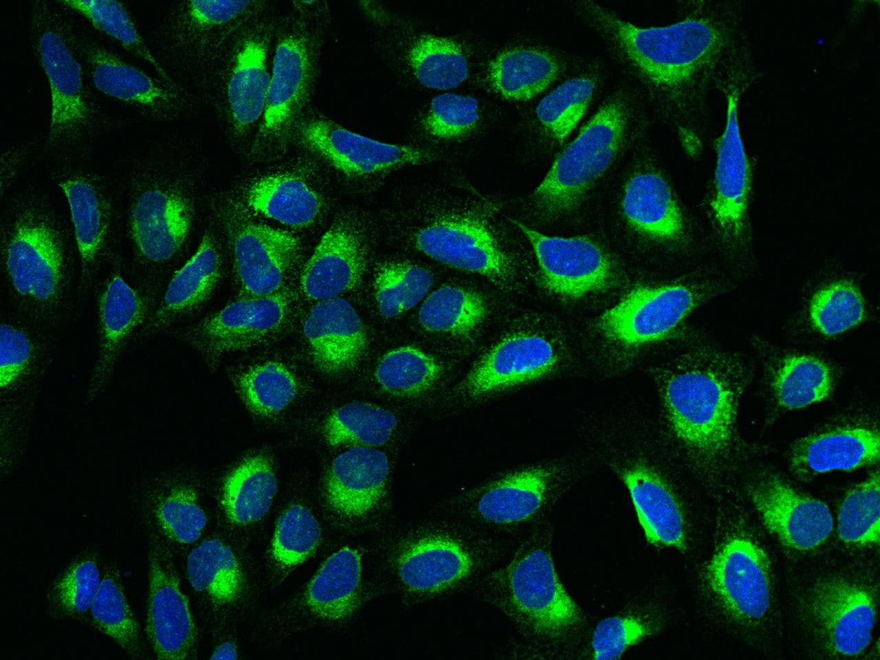 Polyclonal Rabbit anti-Human MANF / ARMET Antibody (Preservative Free, IHC, IF)