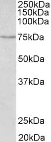 SLC6A4 / SERT Antibody (aa605-618)