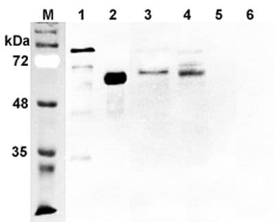 DLL1 Antibody