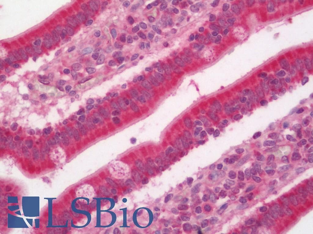 AP1S3 Antibody (FITC)