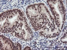 ZFP36 / Tristetraprolin Antibody (clone OTI1A2, Carrier-free)