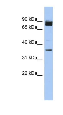 FAM190A Antibody (aa71-120)