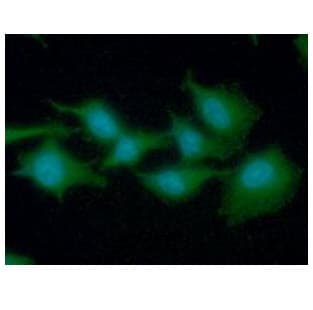 EEF1A1 Antibody (clone AT23C11)