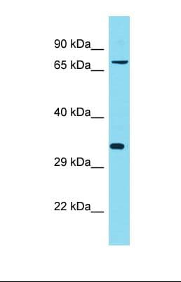 KIAA2013 Antibody (aa352-401)