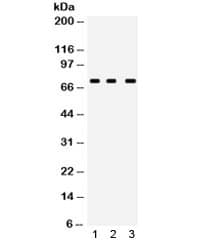 ABCG5 Antibody