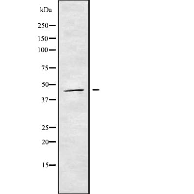 HOXB3 Antibody