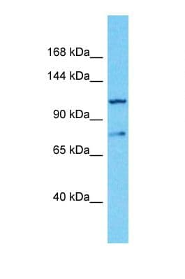 PRRT3 Antibody (aa846-895)