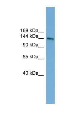 DCC Antibody (aa1079-1128)