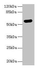 Polyclonal Rabbit anti-Human ARSG / Arylsulfatase G Antibody (aa17-525)