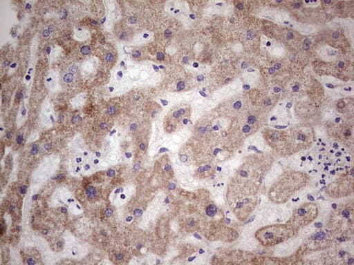 LRRC6 Antibody (clone OTI2A8, Carrier-free)