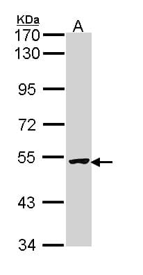 IHC-plus™ XIAP Antibody