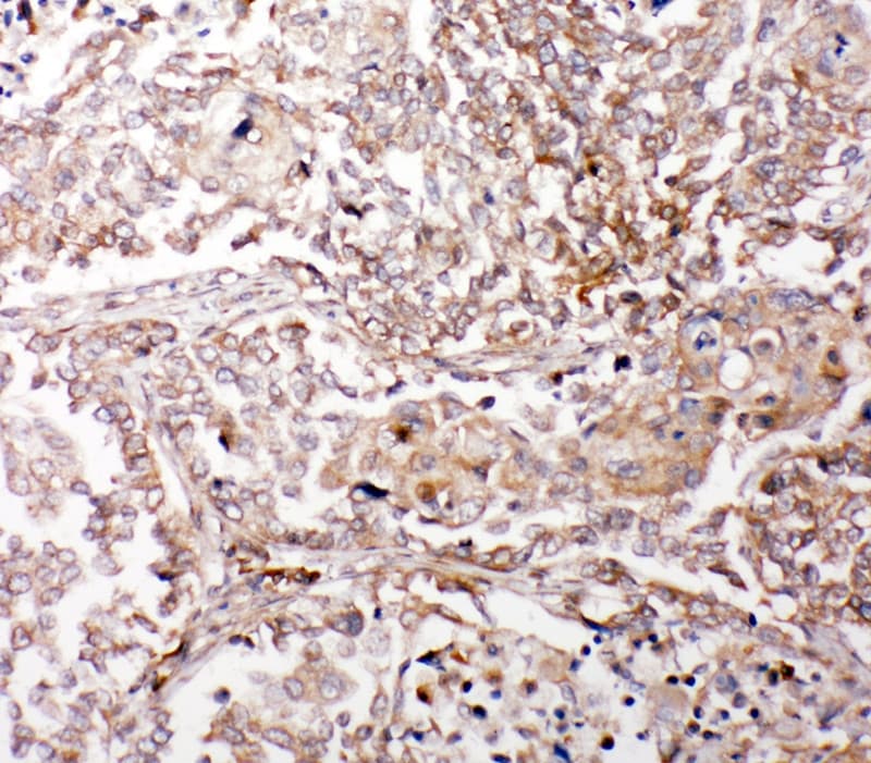GLRX2 / Glutaredoxin 2 Antibody (aa103-119)