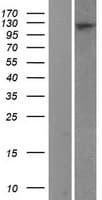 XPO7 Protein (Over-Expression Lysate Myc-DDK (Flag))