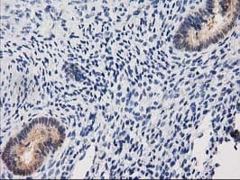 CTH / Cystathionase Antibody (clone OTI1E12, Carrier-free)