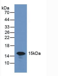 LGALS7 / Galectin 7 Antibody (aa1-136, APC)