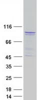 Human RAPGEF3 / EPAC Protein (Recombinant Myc-DDK (Flag))