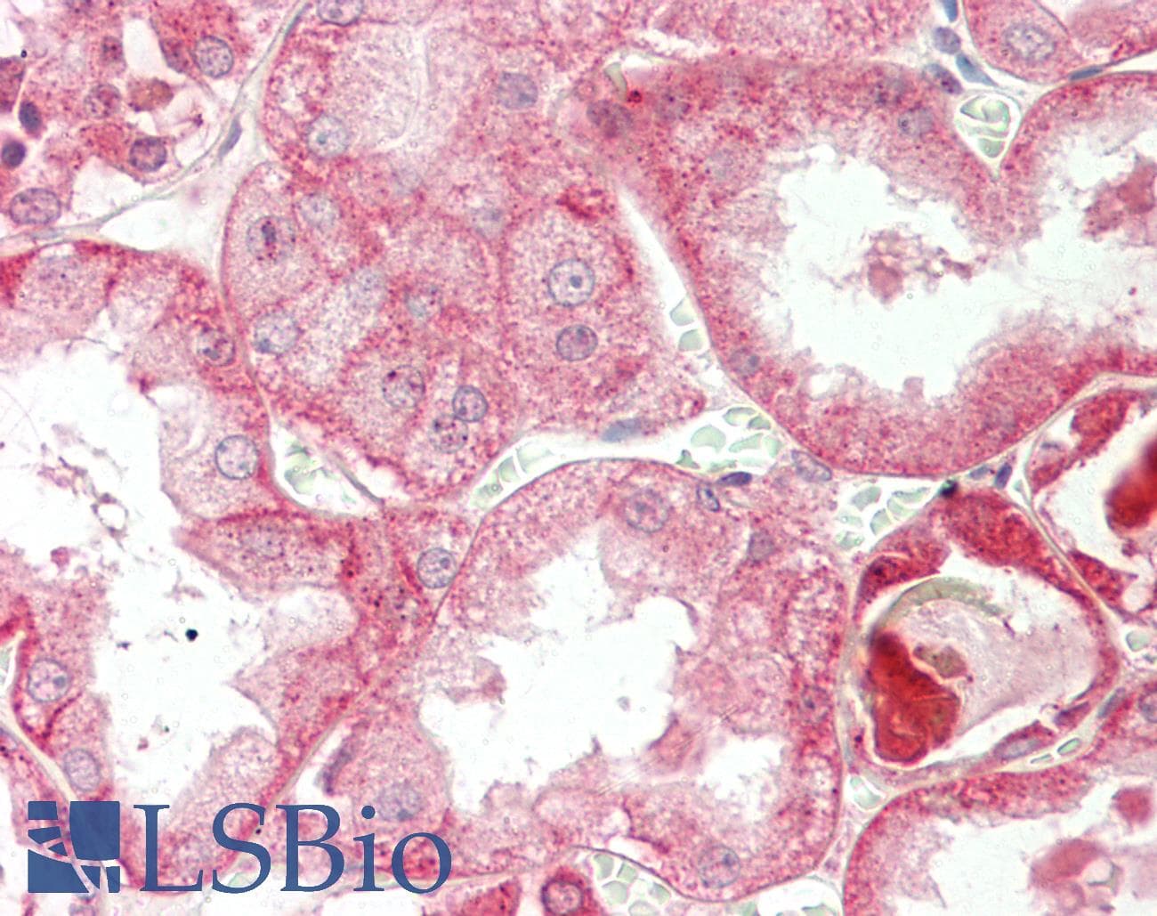 IHC-plus™ CREB3 / LZIP Antibody (aa66-94)