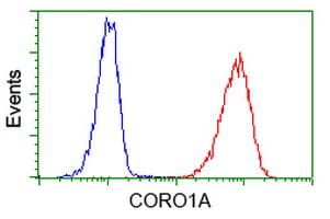 Monoclonal Mouse anti-Human CORO1A / Coronin 1a Antibody (clone OTI1A5, IF, WB)