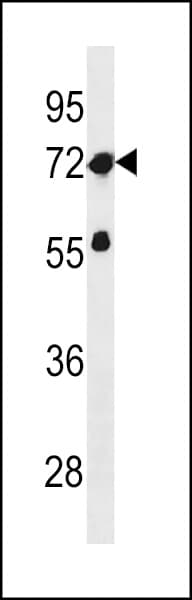 ZNF286A Antibody (aa213-239)