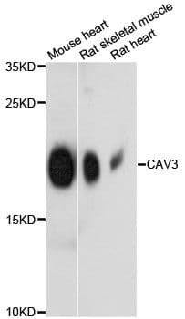 CAV3 / Caveolin 3 Antibody