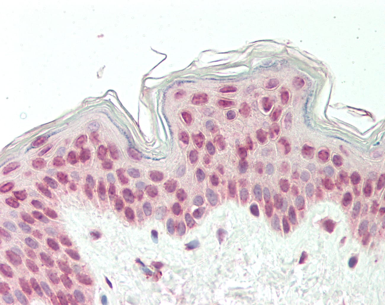 CDK19 / CDK11 Antibody (aa255-304)