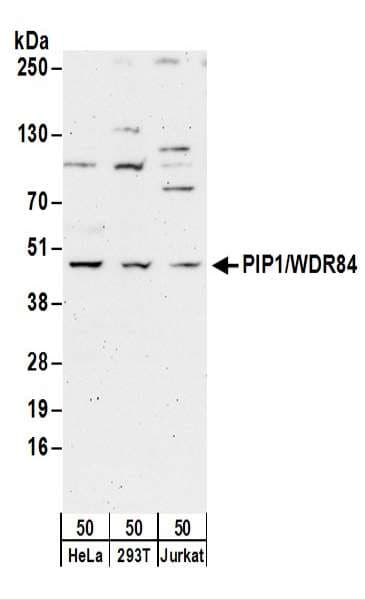 PAK1IP1 / HPIP1 Antibody (aa290-340)
