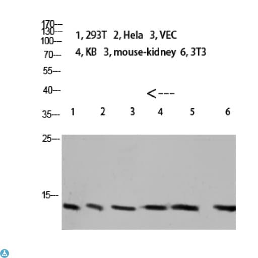 CSTA / Cystatin A Antibody