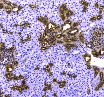 YWHAZ / 14-3-3 Zeta Antibody