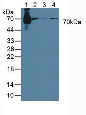STAM1 / STAM Antibody (aa199-466)