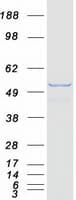 Human RXRG Protein (Recombinant Myc-DDK (Flag))