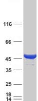 Human CYTH2 / Cytohesin 2 Protein (Recombinant Myc-DDK (Flag))