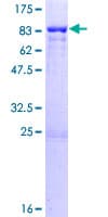 Human PPP1R16B Protein (Recombinant GST)