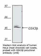 IHC-plus™ Polyclonal Rabbit anti-Rat GSK3B / GSK3 Beta Antibody (IHC, IF, WB)