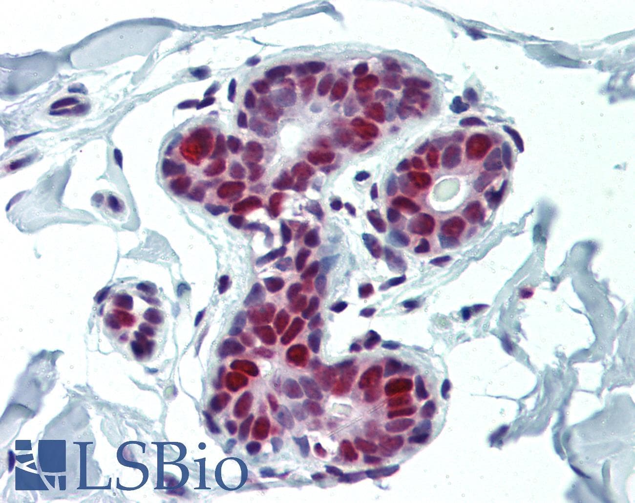 IHC-plus™ PCNA Antibody (clone PC10)